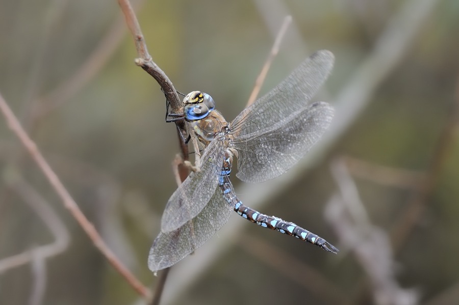 Aeshna mixta maschio